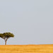 IMG_1100 Acacia Tree Maasai Mara Kenya