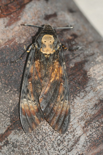 1973 Death's-head Hawk-moth Acherontia atropos