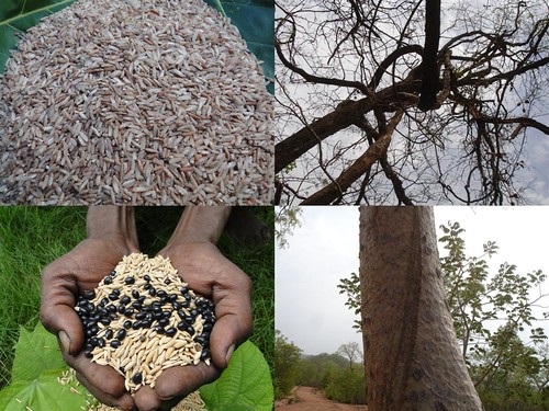 Indigenous Medicinal Rice Formulations for Cancer and Diabetes Complications, Kidney, Heart and Liver Diseases (TH Group-112) from Pankaj Oudhia’s Medicinal Plant Database by Pankaj Oudhia