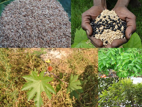 Promising Medicinal Rice Formulations for Cancer and Diabetes Complications and Revitalization of Pancreas (TH Group-127) from Pankaj Oudhia’s Medicinal Plant Database by Pankaj Oudhia