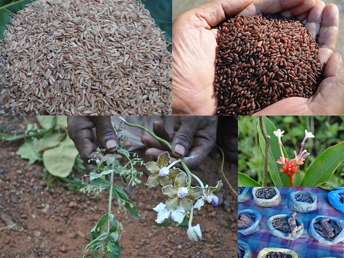 Validated and Powerful Medicinal Rice Formulations for Diabetes (Madhumeha) and Cancer Complications and Revitalization of Kidney (TH Group-148 special) from Pankaj Oudhia’s Medicinal Plant Database by Pankaj Oudhia