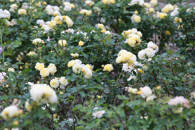 伊奈町制施行記念公園のバラ 2013秋