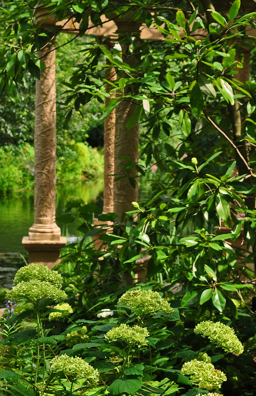 Peirce's Woods Love Temple - Hydrangea arborescens