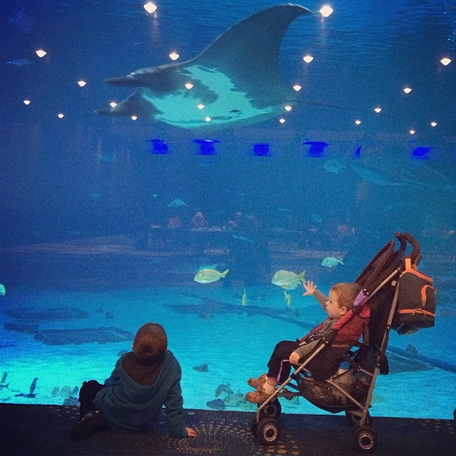 We loved the #rays at the #aquarium. #georgiaaquarium #familyvacation #brothers #fish