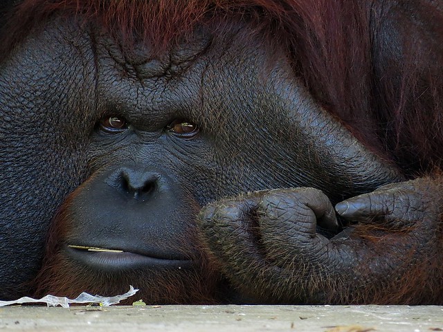 Bornean Orangutan (Pongo pygmaeus)  Photographed by Bernard Eirrol Tugade