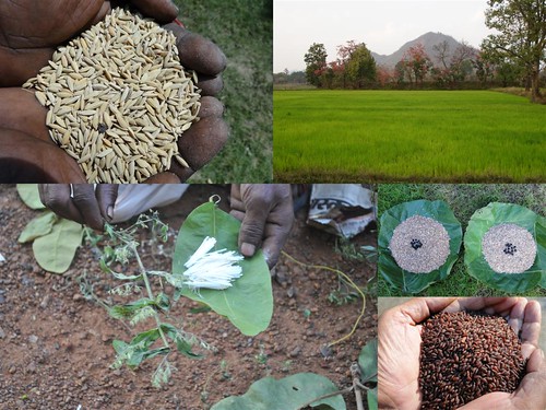 Validated and Potential Medicinal Rice Formulations for Hypertension (High Blood Pressure) and/with Diabetes mellitus Type 2 Complications (TH Group-280) from Pankaj Oudhia’s Medicinal Plant Database by Pankaj Oudhia