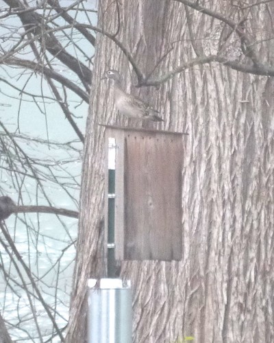 Wood Duck on Nest Box