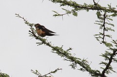 IMG_4994a - Red-rumped Swallow (Hirundo daurica) - Ndutu, Arusha Region, Tanzania - GPS #374