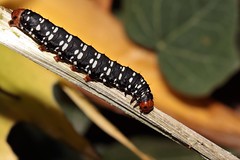 orugas, gusanos y larvas (caterpillars, worms and larvae)