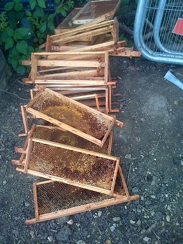 hive frames June 13