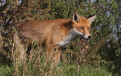 FOX (VULPES VULPES). BRITISH WILDLIFE CENTRE.
