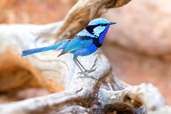 Central Aus birds