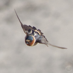 Swallows in Flight