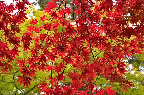 【写真】紅葉 : 今熊野観音寺