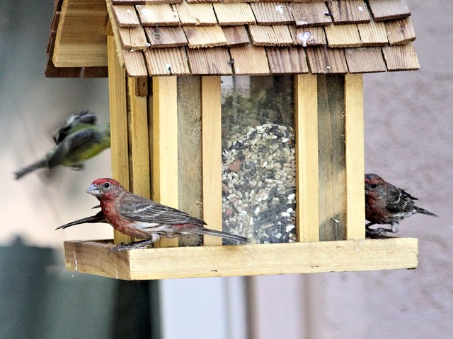 House finches 20130616