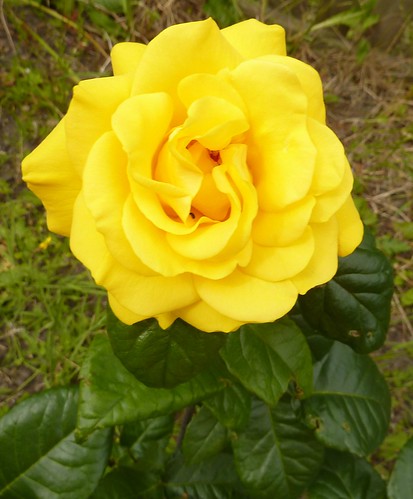 Yellow Rose by Bebopgirl1969