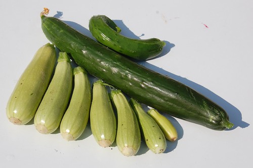 courgettes and cucumbers