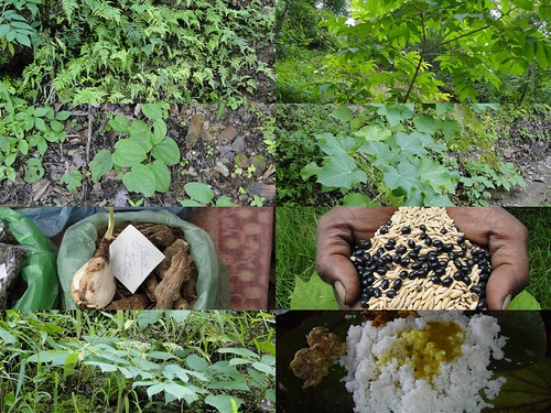Medicinal Rice Formulations for Diabetes Complications, Heart and Kidney Diseases (TH Group-80) from Pankaj Oudhia’s Medicinal Plant Database by Pankaj Oudhia