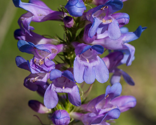 Penstemon payettensis by andiwolfe