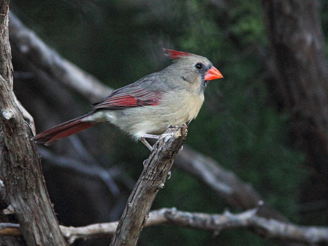 Northern Cardinal female 20131102