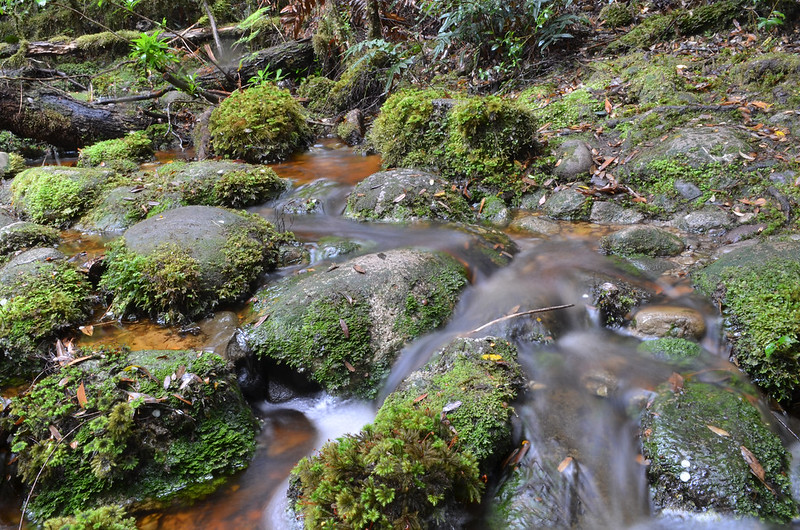A creek on the Whyte River Walk - Tarkine Wilderness - Corinna - Tasmania