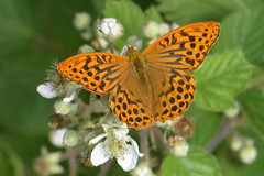 British butterflies: Nymphalidae