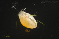 Seed shrimp (Ostracod)