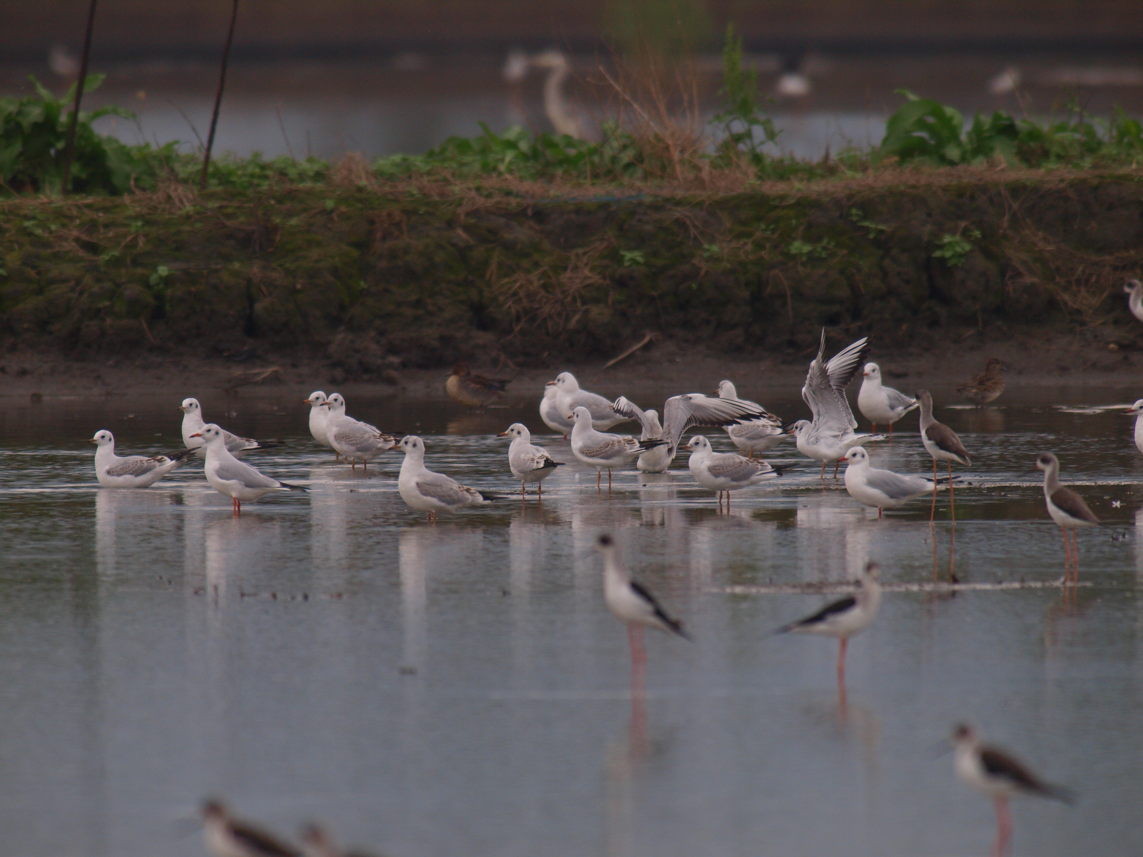 濕地提供鳥類庇護覓食及生育時的棲地，圖片來源：王富永