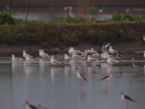 濕地提供鳥類庇護覓食及生育時的棲地
