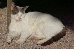 			Klaus Naujok posted a photo:	Aragorn, our cat, enjoys a sunny California morning relaxing.