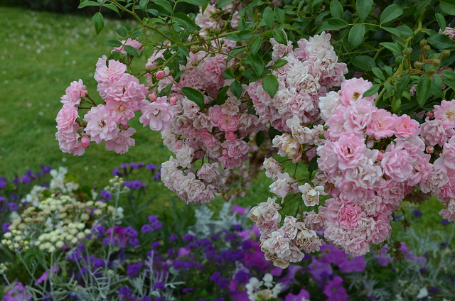 Chateau de Chenonceau flowers in garden