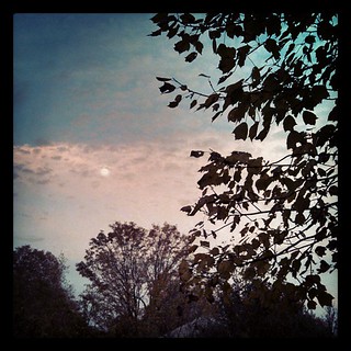Gorgeous #sky #moon last night #fall #trees #newengland