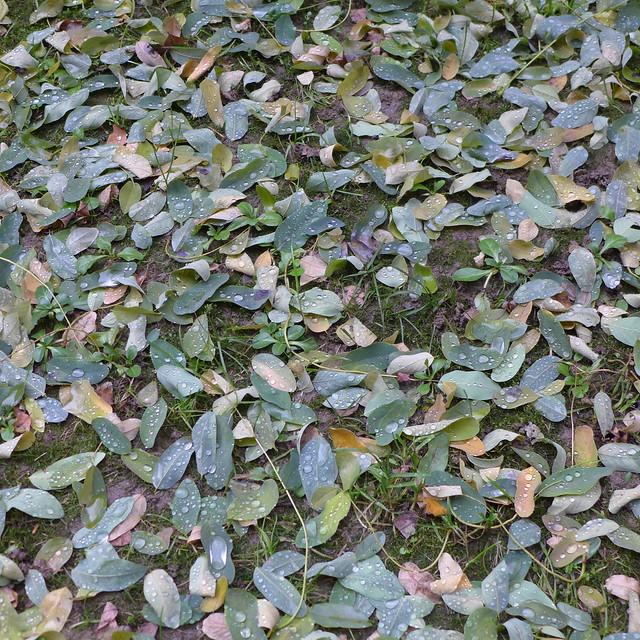 leafy covering