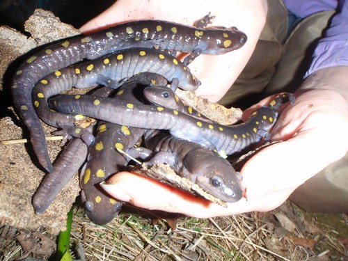 Image of spotted salamanders