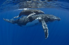 baleines et autres cétacés - Whales and other cetaceans