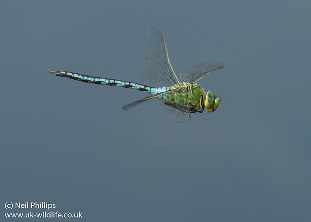 emperor dragonfly in flight Anax imperator-3