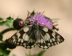 Marbled White Butterfly,Rutland. by davidearlgray