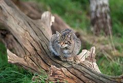 Scottish Wildcat - Felis silvestris.