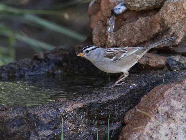 White-crowned Sparrow 2-20131102