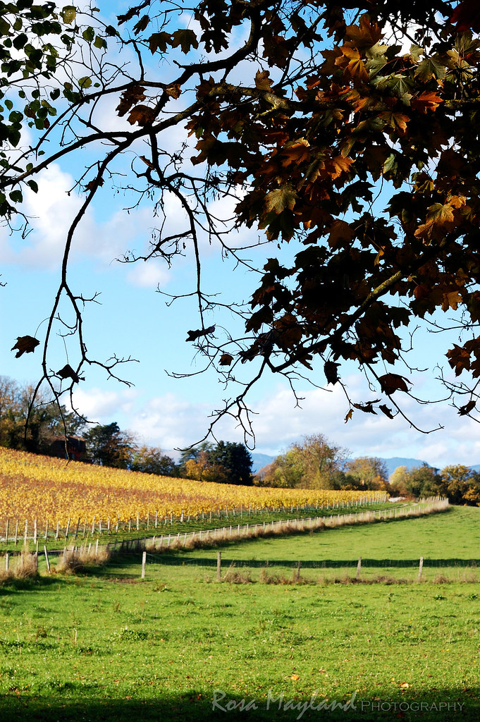 An Autumn Walk Through The Vineyards