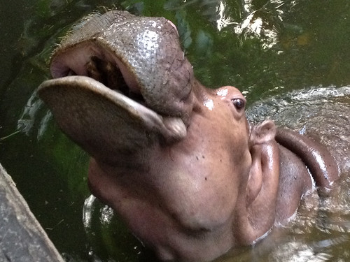 This curious hippo is just one of many inhabitants of Chiang Mai zoo