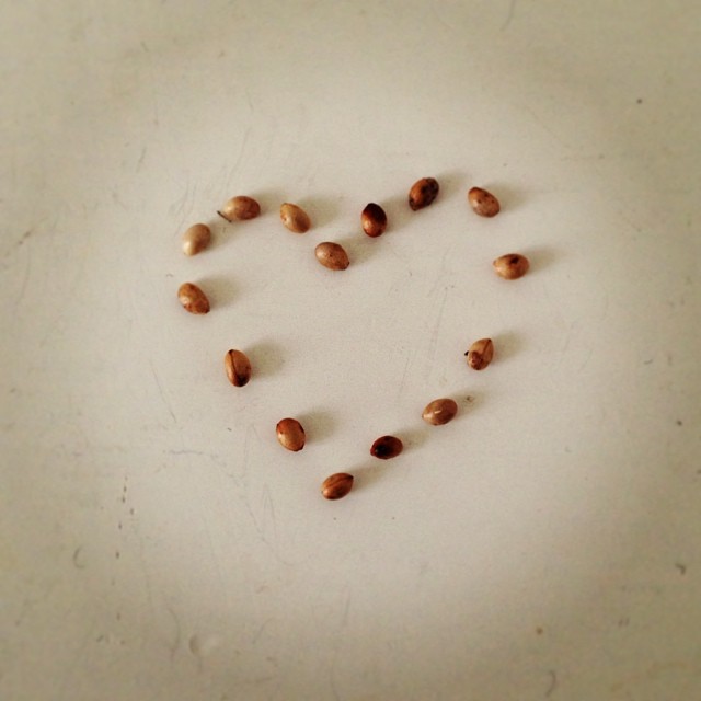 seed love