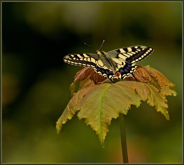 Swallowtails 3