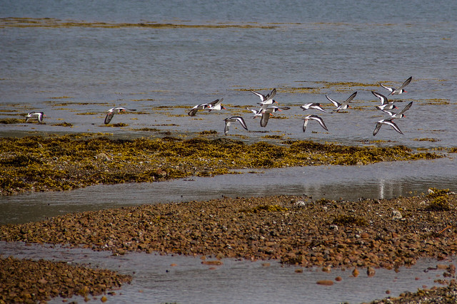 Birds in Flight - Isle of Skye