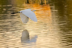Egrets & Herons