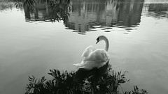 THE SWANS 2