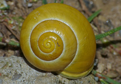 White Lipped Snail (Cepaea hortensis)