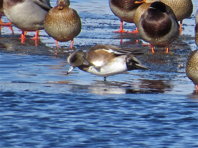 American Wigeon and Mallard at the Kenneth L. Schroeder Wildlife Sanctuary in McLean County, IL 09