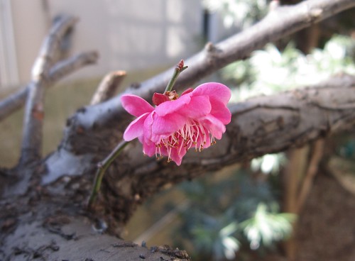 庭の梅の開花　2014年2月6日0939 by Poran111