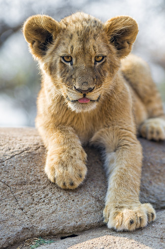 Very cute posing lion cub by Tambako the Jaguar